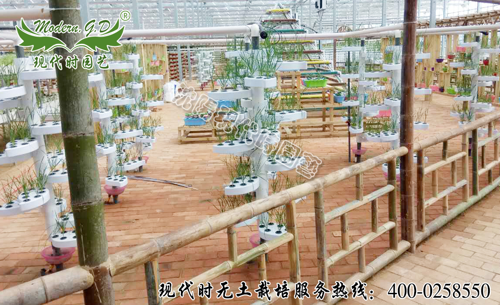 樹葉無(wú)土栽培案例